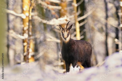 Winter scene with a chamois . Chamois with a broken horn. Rupicapra rupicapra