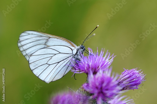 Butterfly black-veined white sitting on the violet flower with green background. Aporia crataegi