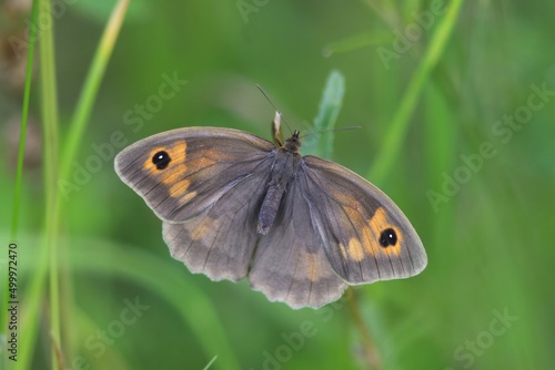 Butterfly meadow brown (Maniola jurtina) sitting on a grass blade.