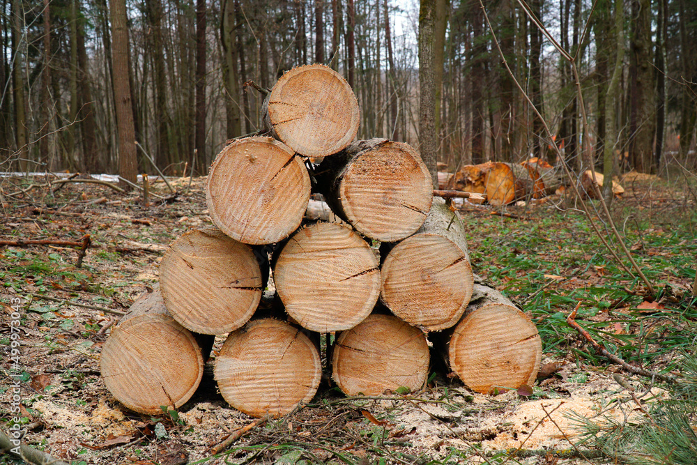 lots of felled trees. Sawmill