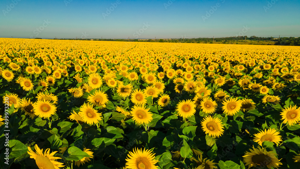 Fototapeta premium sunflower seed field top view