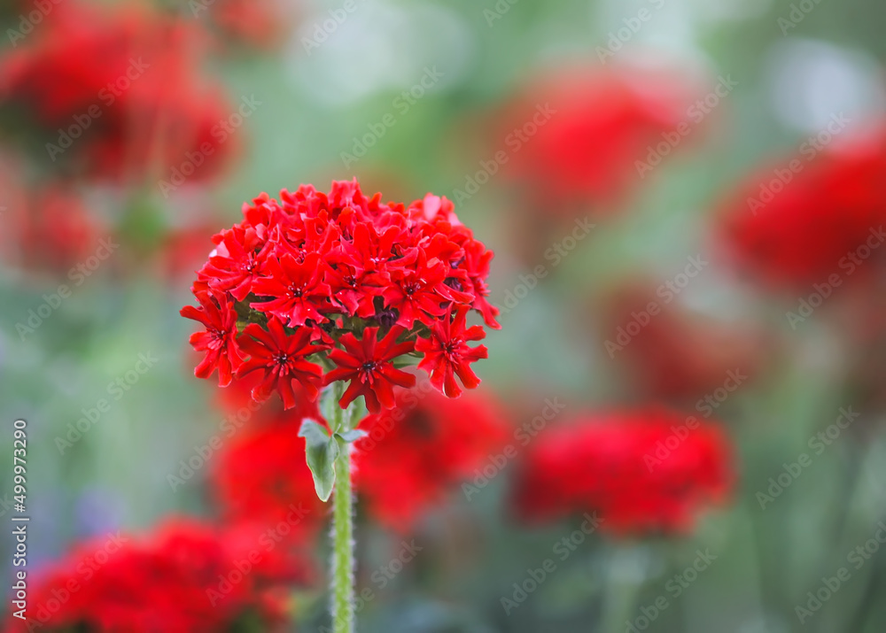 Lychnis chalcedonica flowers. Maltese cross plants growing outdoors. Lychnis chalcedonica flowers. Maltese cross plants growing outdoors.