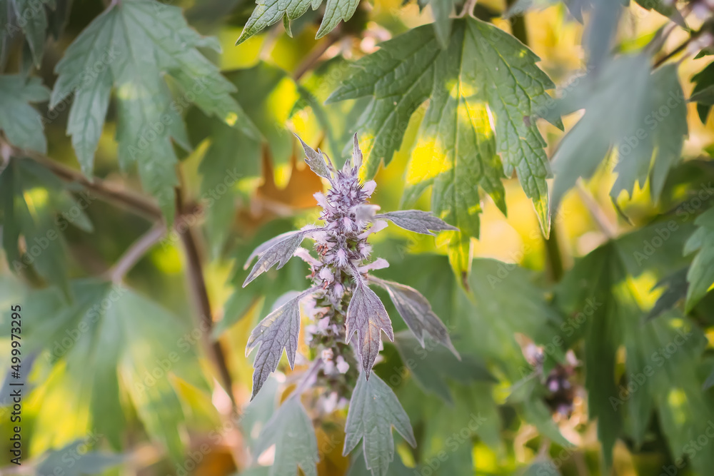The Motherwort medical lant growing in the summer garden. 