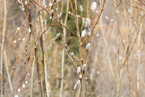 Thin twigs of willow are annual shoots that can be used for weaving.