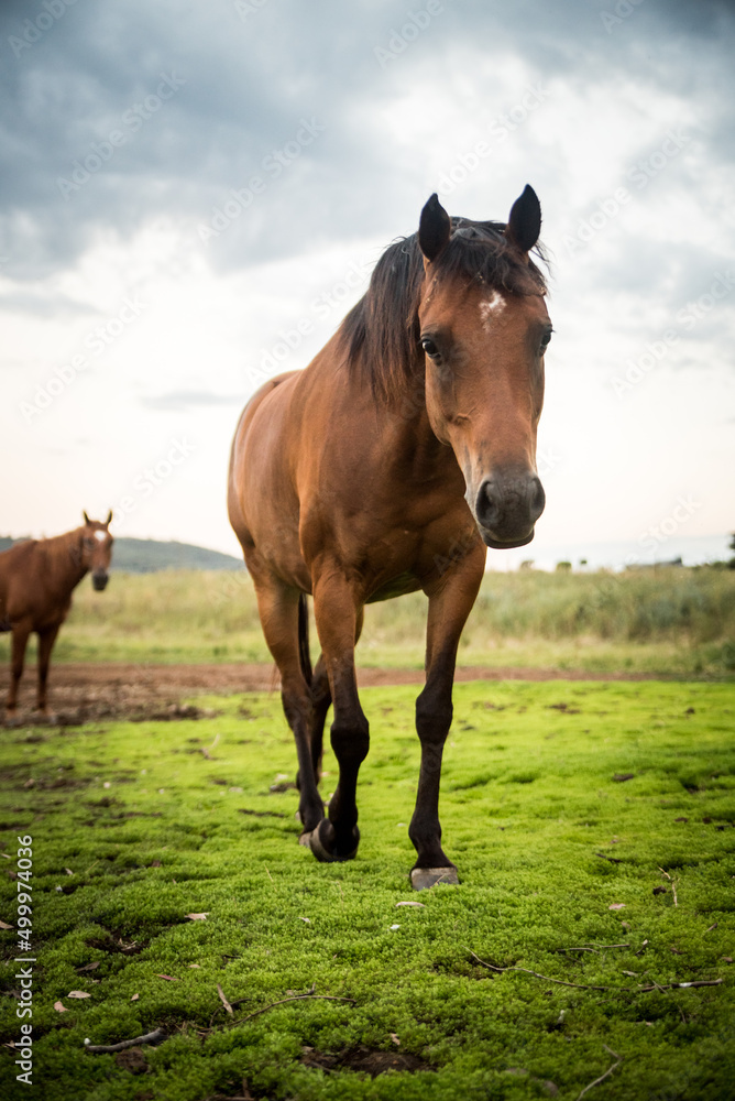 Fototapeta premium horse in the meadow