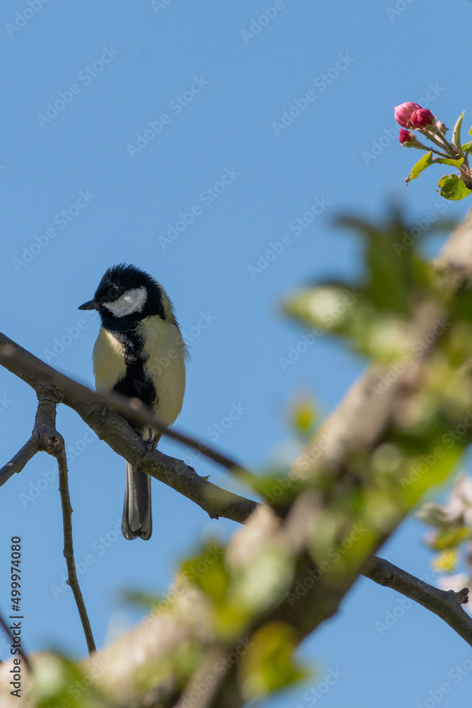 Obraz premium Vogel sitzend auf dem Ast am im Baum