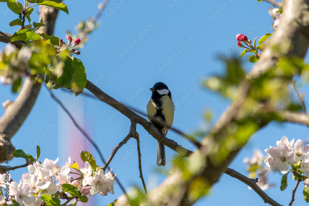 Fototapeta premium Vogel sitzend auf dem Ast am im Baum