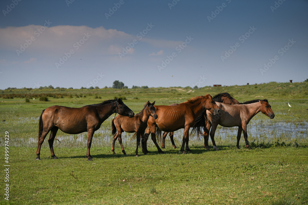 Wild horses and foals standing on a green grass landscape. Animals from Danube Delta, Romania. Wild horses and foals standing on a green grass landscape. Animals from Danube Delta, Romania.