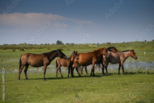 Wild horses and foals standing on a green grass landscape. Animals from Danube Delta  Romania.