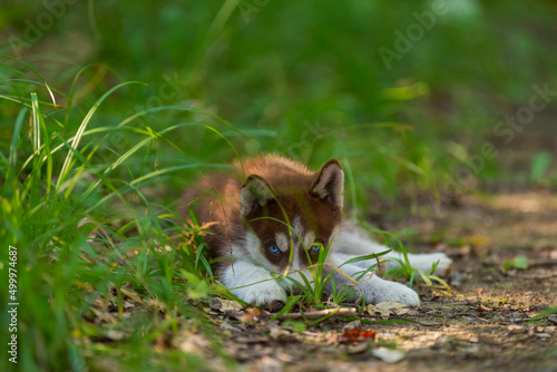 Husky puppy sits on the ground in the forest