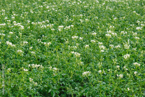 Potato flowers blooming in field