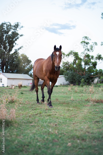 horse in the field