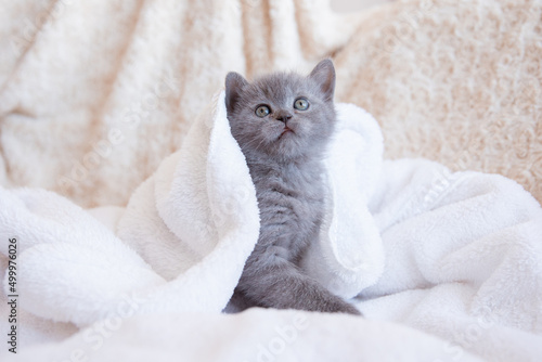 cute little blue-gray British kitten, wrapped in a white plaid, blanket. Concept of adorable pets