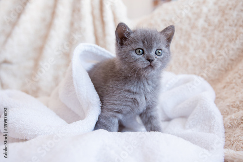cute little blue-gray British kitten, wrapped in a white plaid, blanket. Concept of adorable pets