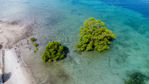 Fototapeta Naklejka Na Ścianę i Meble -  A mangrove ecosystem growing along the coastline of a remote tropical island in Southeast Asia