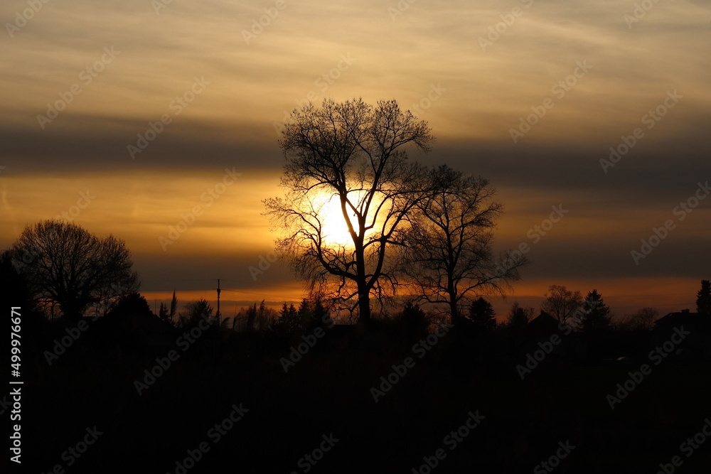 setting sun behind the tree, evening landscape