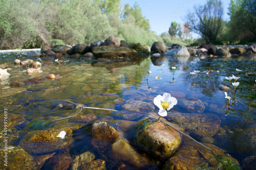 rzeka kwiaty wodne natura rośliny wiosna - obrazy, fototapety, plakaty 