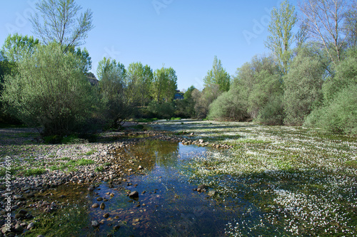 rzeka kwiaty wodne natura rośliny wiosna