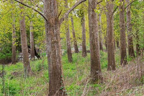 Trees in the Reserve Naturelle Nationale du Marais d Orx