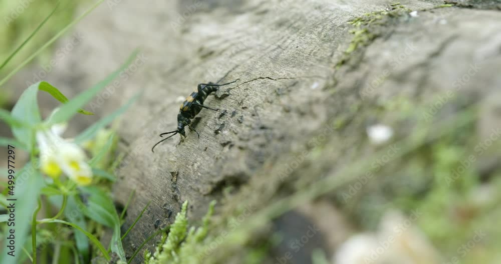 Graceful beetle standing on wooden branch MACRO Slowmotion 4K DCI 100 fps.mp4 Graceful beetle standing on wooden branch MACRO Slowmotion 4K DCI 100 fps.mp4