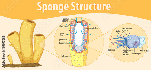 Diagram showing structure of sponge