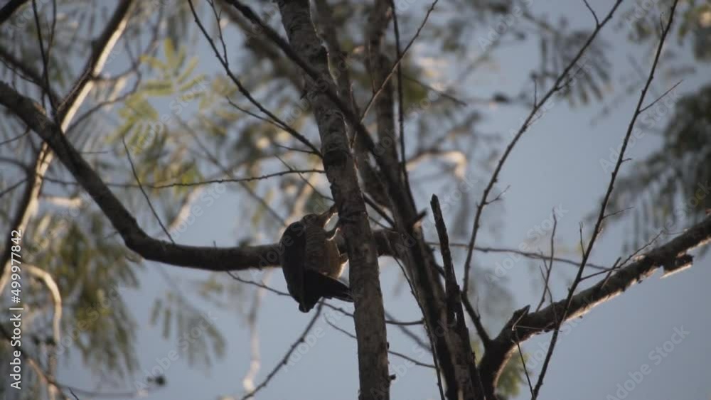 Imperial Woodpecker In Wilderness During Sunset In Mexico. Low Angle Shot Imperial Woodpecker In Wilderness During Sunset In Mexico. Low Angle Shot