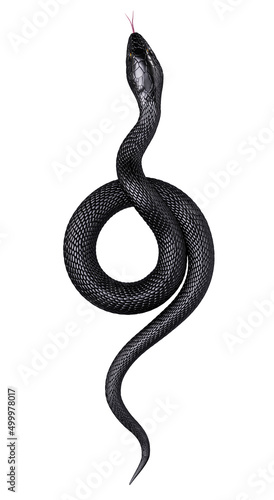Black Snake isolated on White Background. 3D illustration © GraphicCompressor