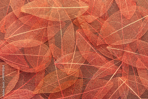 Decorative red color leaves for floristry, macro. Autumn foliage backdrop. Texture of fall leaf. Abstract backdrop