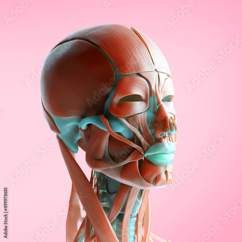 Facial muscles, illustration photo