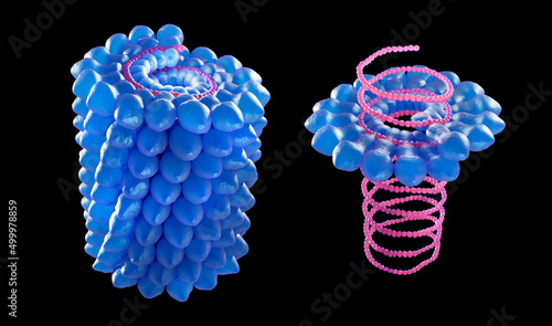 Tobacco mosaic virus, illustration