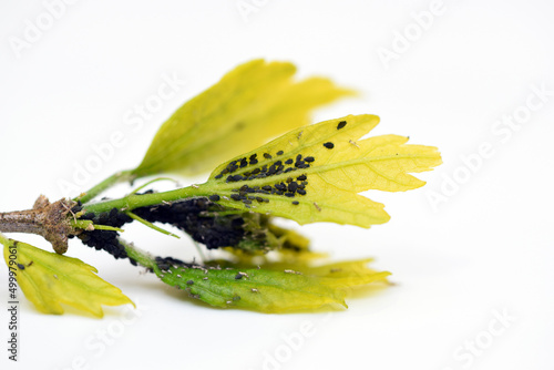 Tableau sur toile Large colony of aphids on hibiscus syriacus twig and leaves, spring time