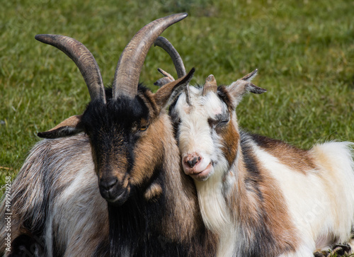 Goat romance