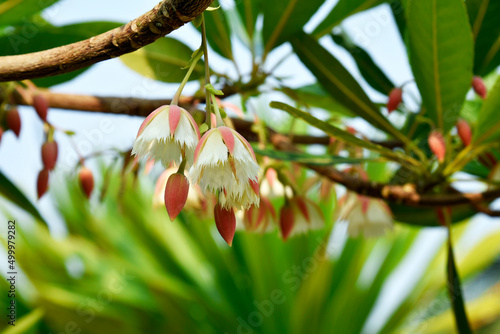 Hanging flowers of Elaeocarpus hainanensis or Elaeocarpus grandifloras flower (Also called as Elaeocarpaceae, Oxalidales, Rosids Hainanensis, Eudicots Grandifloras)
