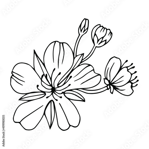 Sketch of spring flowers of quince, almond, apple tree branches with buds and flowers. Hand draw botanical doodle vector illustration in black contrast with white fill.
