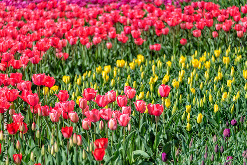                         tulips                       flowers