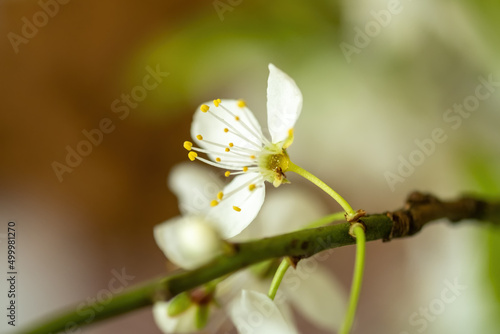 Fototapeta Naklejka Na Ścianę i Meble -  Wonderful flower branch close-up