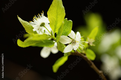 Wonderful flower branch close-up