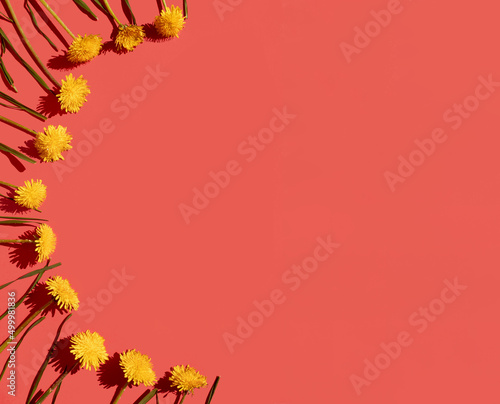 Dandelion flowers om orange background. Minimal horizontal flat lay conposition with copy space, springtime decorative concept photo