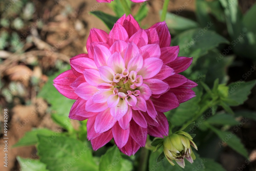 An overhead photo of a pink dahlia. asteraceae An overhead photo of a pink dahlia. asteraceae