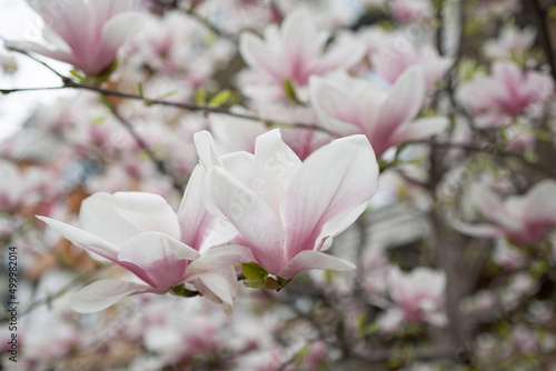 Blooming magnolia tree closeup