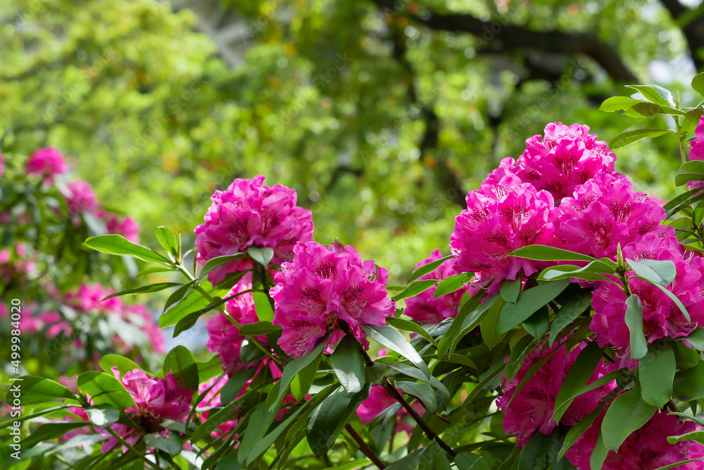 Obraz premium シャクナゲの花