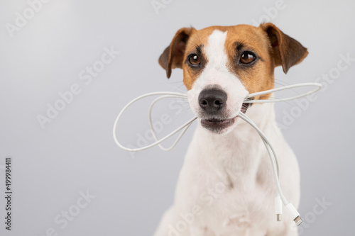 Jack russell terrier dog holding a type c cable in his teeth on a white background.  © Михаил Решетников