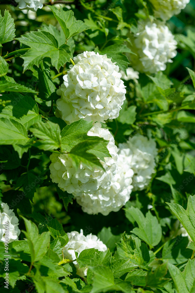 White inflorescences of viburnum opulus in the summer garden. White inflorescences of viburnum opulus in the summer garden.