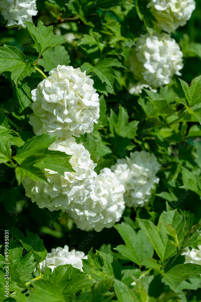 White inflorescences of viburnum opulus in the summer garden. White inflorescences of viburnum opulus in the summer garden.