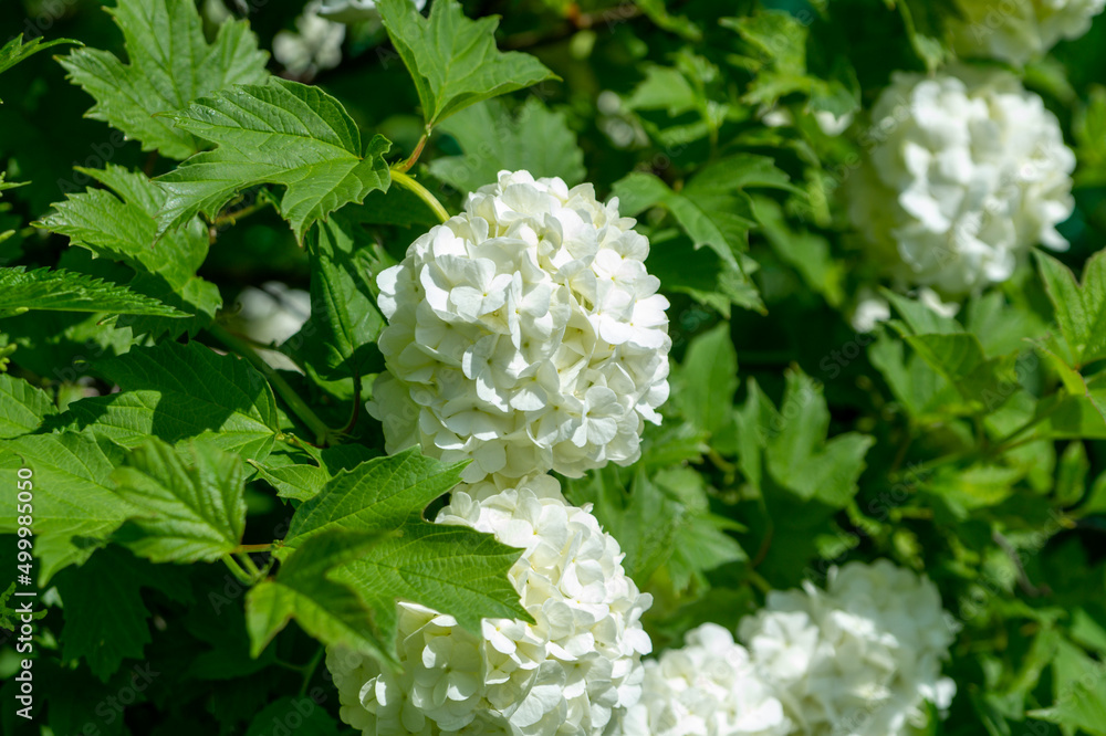 White inflorescences of viburnum opulus in the summer garden. White inflorescences of viburnum opulus in the summer garden.