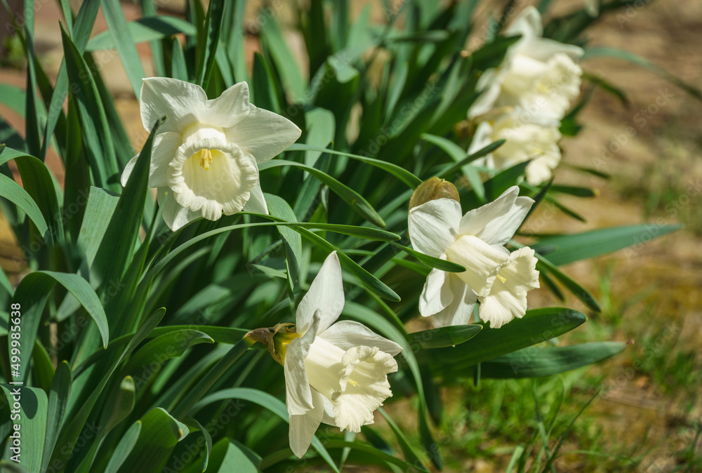 Obraz premium A row of beautiful Trumpet Narcissus Daffodil Mount Hood. Snow-white daffodil flowers on green leaves background. Springtime landscape, fresh wallpaper, nature concept