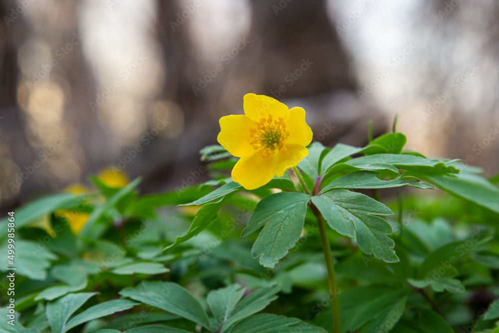 In the spring in the wild forest blooms anemone yellow Anemone ranunculoides In the spring in the wild forest blooms anemone yellow Anemone ranunculoides