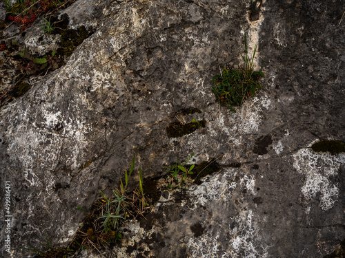 imagen detalle textura piedra gris con hierba