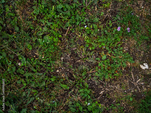 imagen textura suelo de césped con algunos claros y flores violetas 