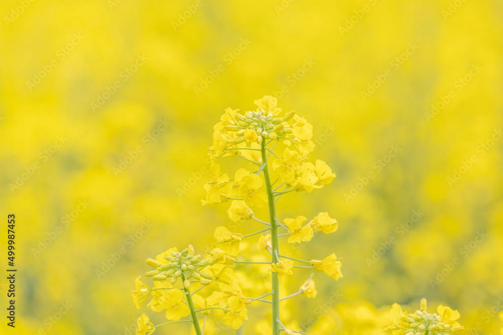 Obraz premium 公園の菜の花畑